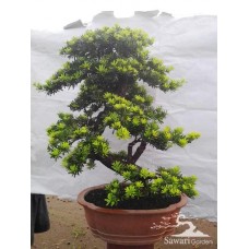 Lohansung Cincuan (Podocarpus sp)